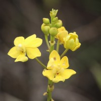 <i>Taprobanea spathulata</i>  (L.) Christenson